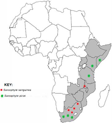 Ethnomedicinal uses, phytochemistry, and pharmacology of the genus Sarcophyte: a review 